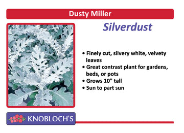 Dusty Miller - Silver Dust (3 pk)