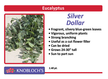 Eucalyptus - Silver Dollar