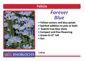 Felicia - Forever Blue