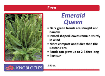 Fern - Emerald Queen