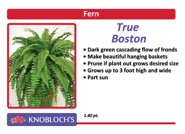 Fern - True Boston