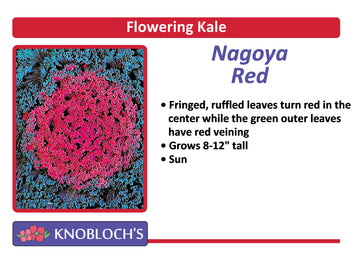 Flowering Kale - Nagoya Red
