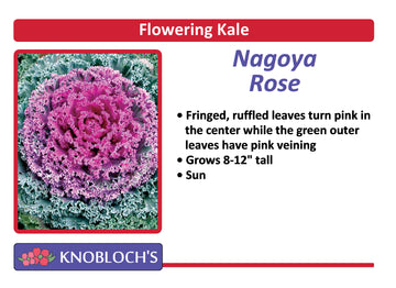 Flowering Kale - Nagoya Rose