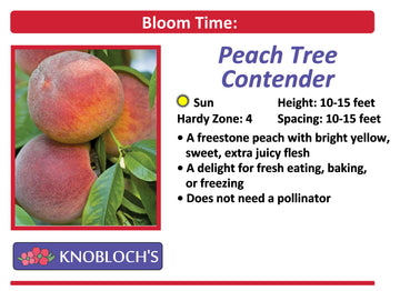 Peach - Contender