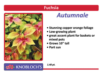 Fuchsia - Autumnale