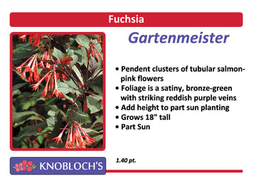 Fuchsia - Gartenmeister