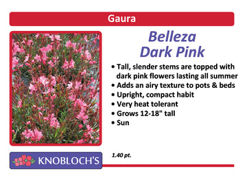 Gaura - Belleza Dark Pink