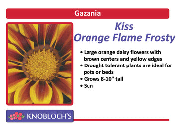 Gazania - Kiss Orange Flame Frosty
