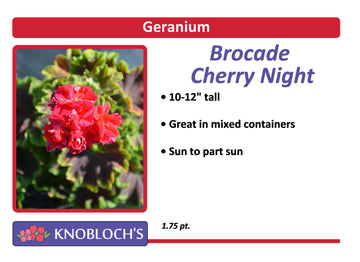 Geranium - Brocade Cherry Night