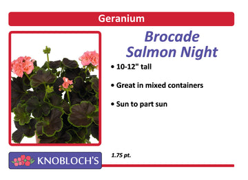 Geranium - Brocade Salmon Night