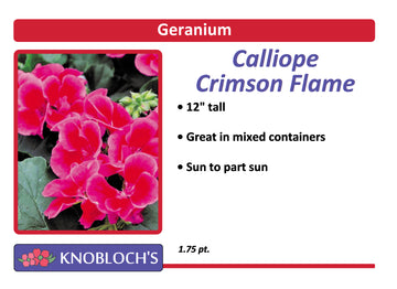 Geranium - Calliope Crimson Flame
