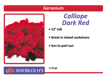 Geranium - Calliope Dark Red
