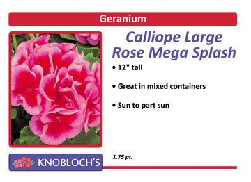 Geranium - Calliope Rose Mega Splash