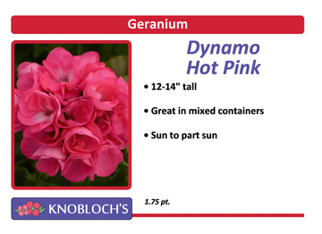 Geranium - Dynamo Hot Pink