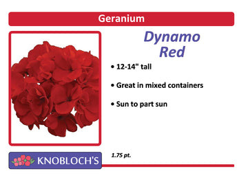 Geranium - Dynamo Red