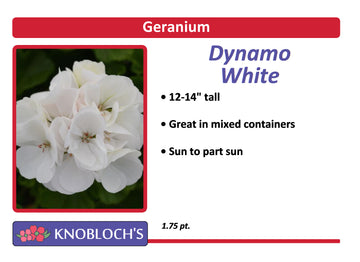 Geranium - Dynamo White