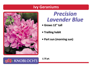 Geranium Ivy - Precision Lavender Blue