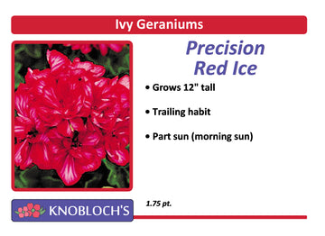 Geranium Ivy - Precision Red Ice