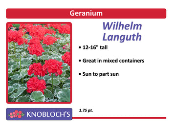 Geranium - Wilhelm Languth