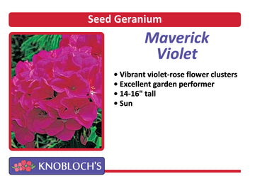 Geranium - Maverick Violet