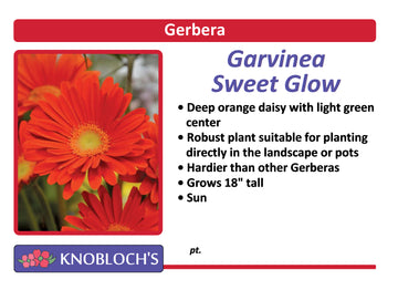 Gerbera Daisy - Sweet Glow