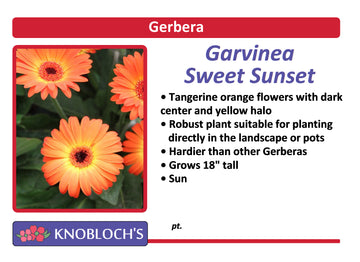 Gerbera Daisy - Sweet Sunset