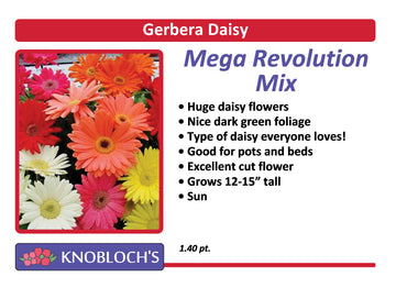 Gerbera Daisy - Revolution Mix