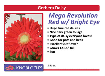 Gerbera Daisy - Revolution Red W/ Bright Eye
