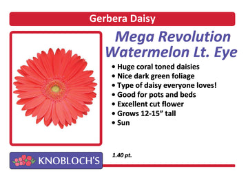 Gerbera Daisy - Revolution Watermelon Light Eye