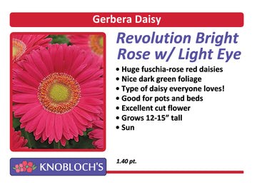 Gerbera Daisy - Revolution Bright Rose Light Eye