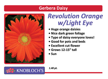 Gerbera Daisy - Revolution Orange W/ Light Eye