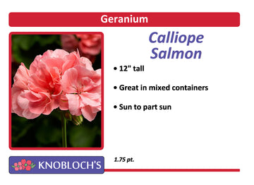 Geranium - Calliope Salmon