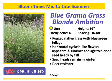 Grass - Blue Grama Grass-Blonde Ambition