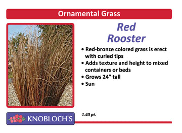 Grass - Red Rooster