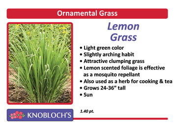 Grass - Lemon Grass