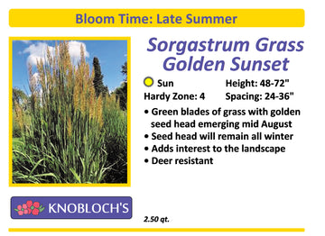 Grass - Sorgastrum Golden Sunset