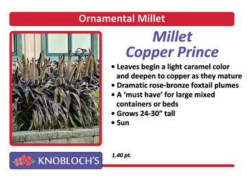Ornamental Millet - Copper Prince