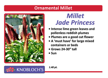 Ornamental Millet - Jade Princess