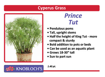 Grass - Prince Tut