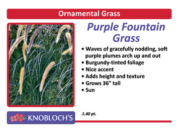 Grass - Purple Fountain Grass