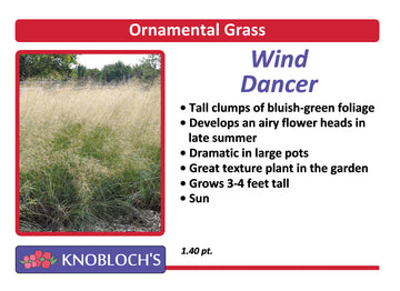 Grass - Wind Dancer