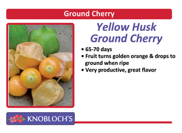 Ground Cherry - Yellow Husk Ground Cherry