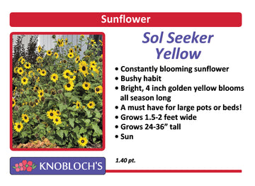 Sunflower (helianthus) - Sol Seeker Yellow