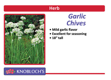 Chives - Garlic Chives
