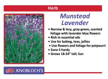 Lavender - Munstead