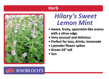 Mint - Hilary's Sweet Lemon