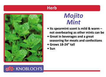 Mint - Mojito