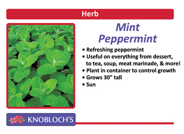 Mint - Peppermint