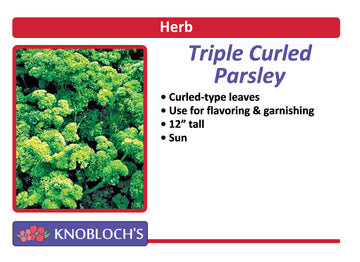 Parsley - Triple Curled Parsley