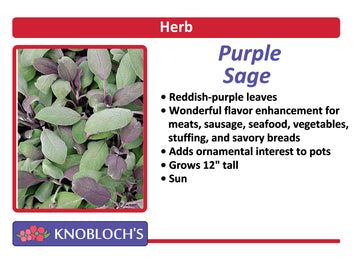 Sage - Purple